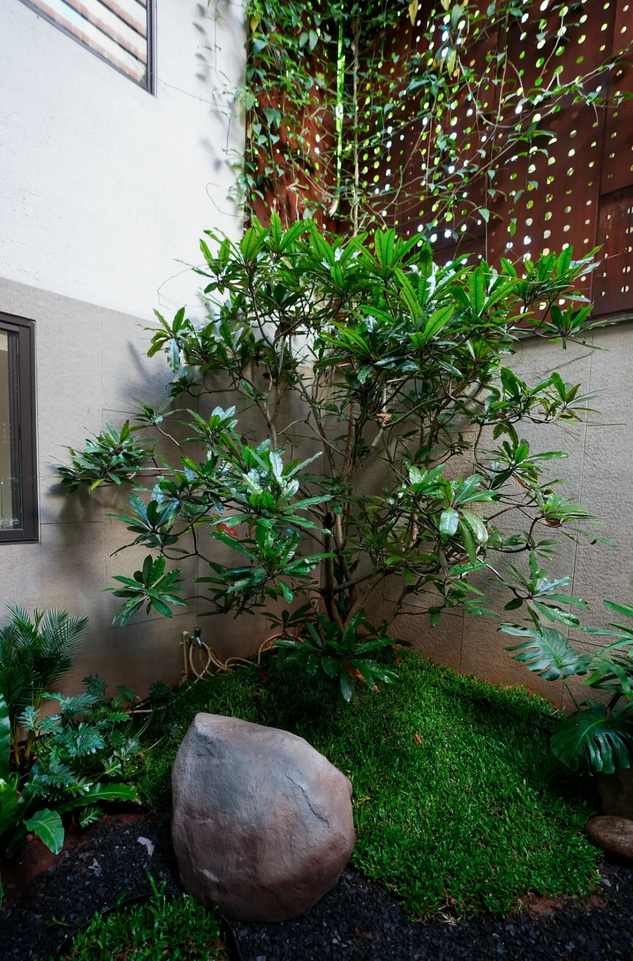 Frangipani and moss bed against textured stone