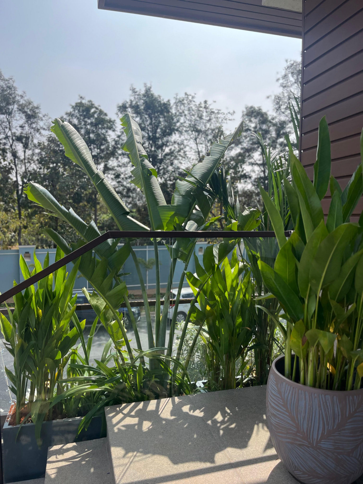 Bird of paradise against the glass balustrade